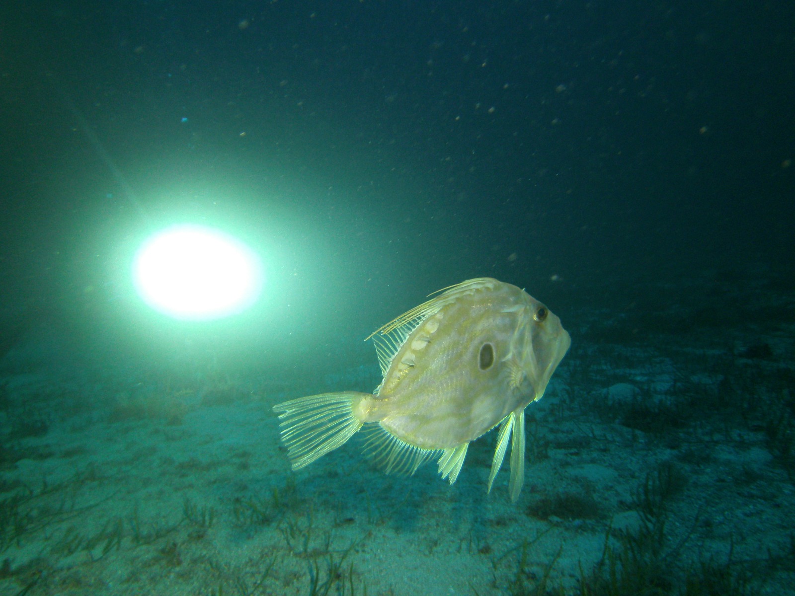 Uscita subacquea Argentario sub